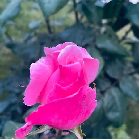 Vila Iulia *
